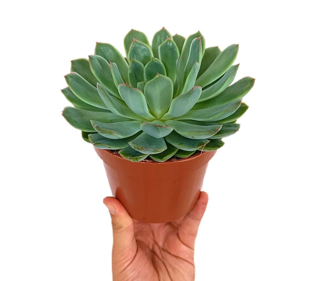 Echeveria Pulidonis M12_0