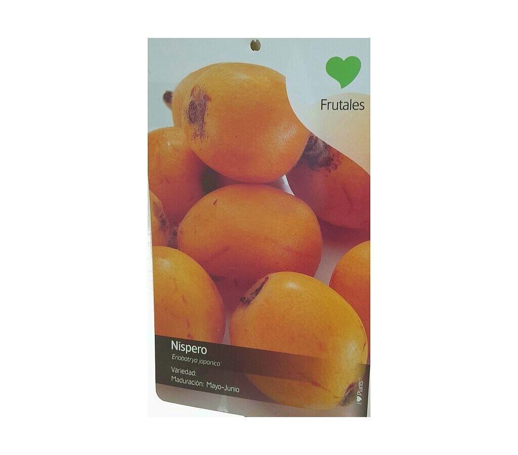 Árbol Frutal Níspero Japónica 140-150cm Para Exterior_1