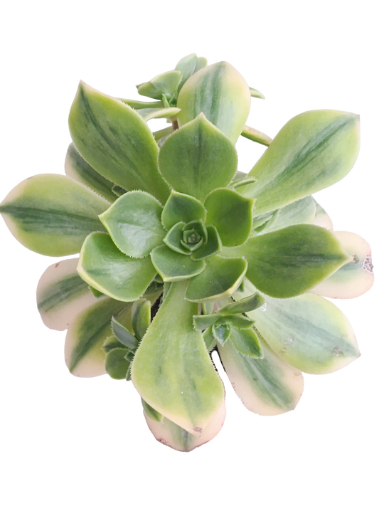 Aeonium Sunburst Ø8 Planta Suculenta_0