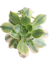 Aeonium Sunburst Ø8 Planta Suculenta