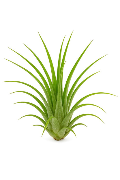 Lote Iniciación 5 Plantas del Aire; plantas del aire, tillandsias, 5 ejemplares diferentes; Curiosarium; tamaños varios_1