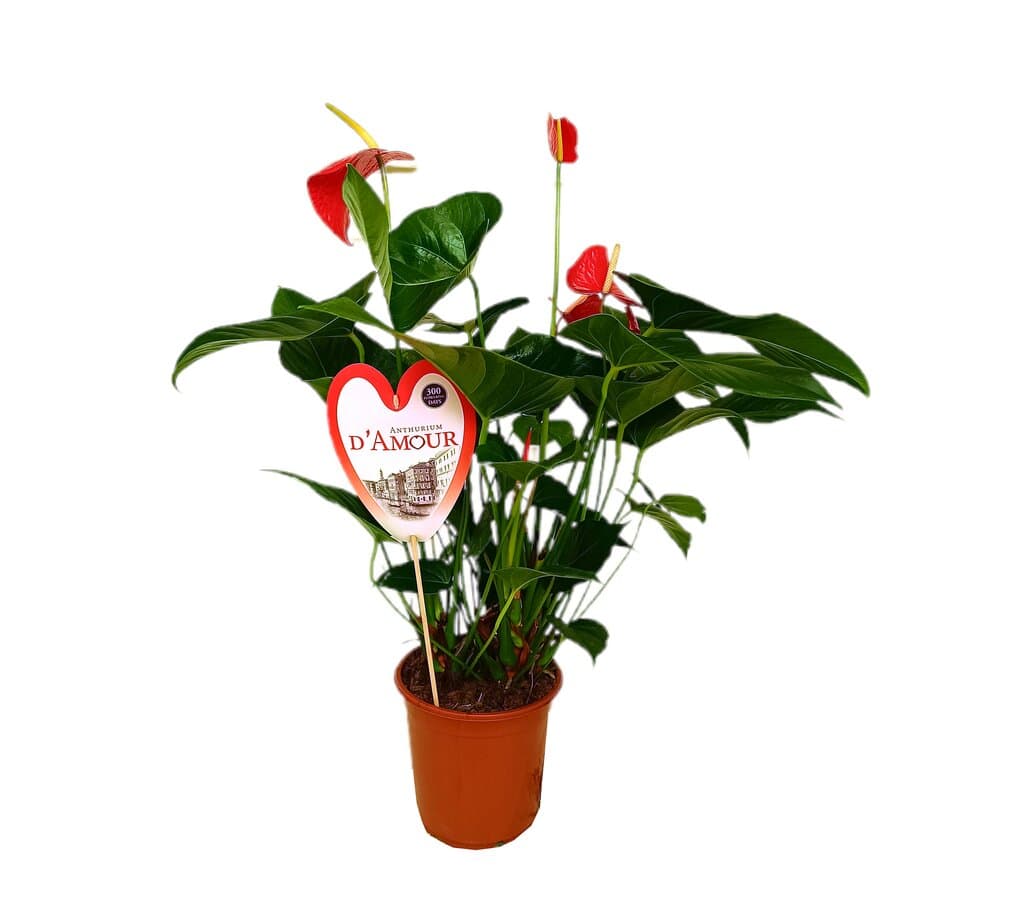 Anthurium Andreanum Red Bull M21_0