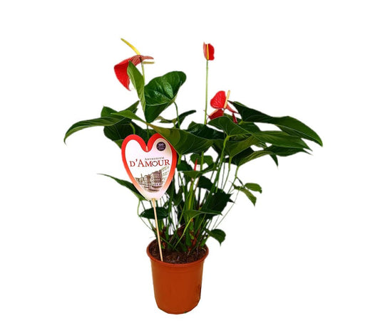 Anthurium Andreanum Red Bull M21_0