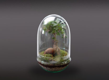 Nanogarden Terrario Ginseng Jungle 30x17 Cm_0