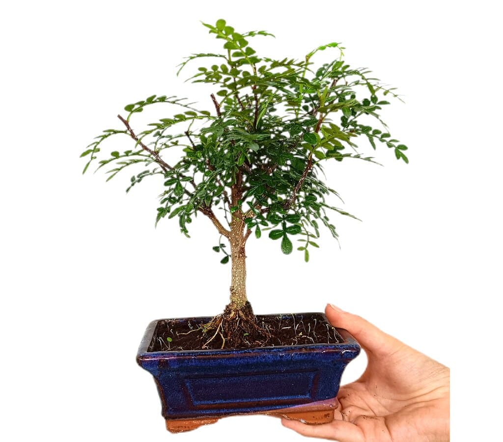 Bonsái Zanthoxylum 5 Años (pimentero Japonés)_0