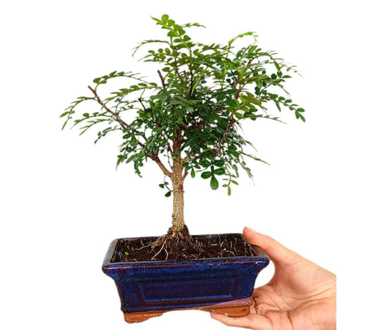Bonsái Zanthoxylum 5 Años (pimentero Japonés)_0