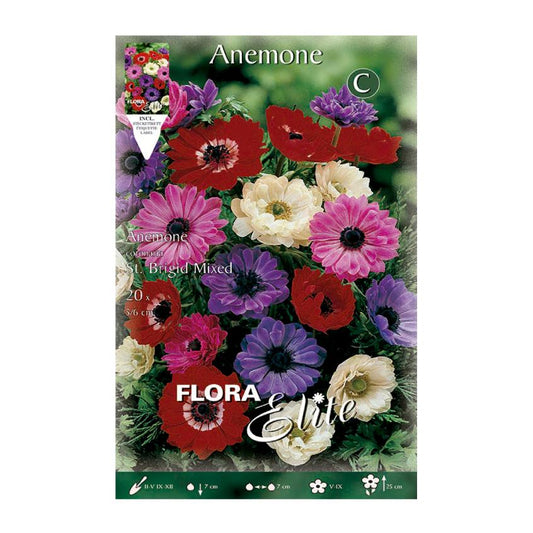 Mistura de Bolbos de Anémona Santa Brigida 20 unidades
