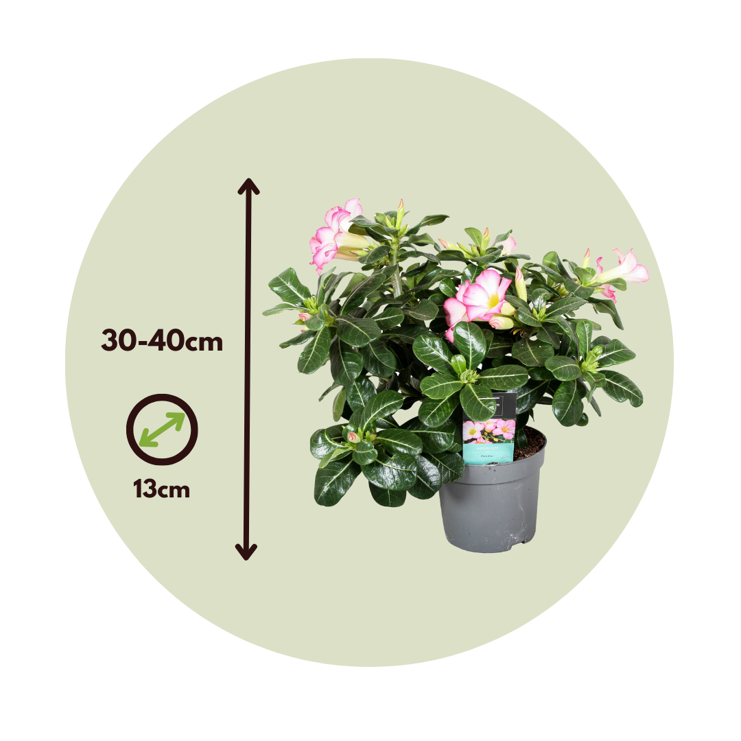 Rosa Del Desierto - 2 Pzs - Adenium Obesum - Altura 30-45cm - ⌀13cm_2