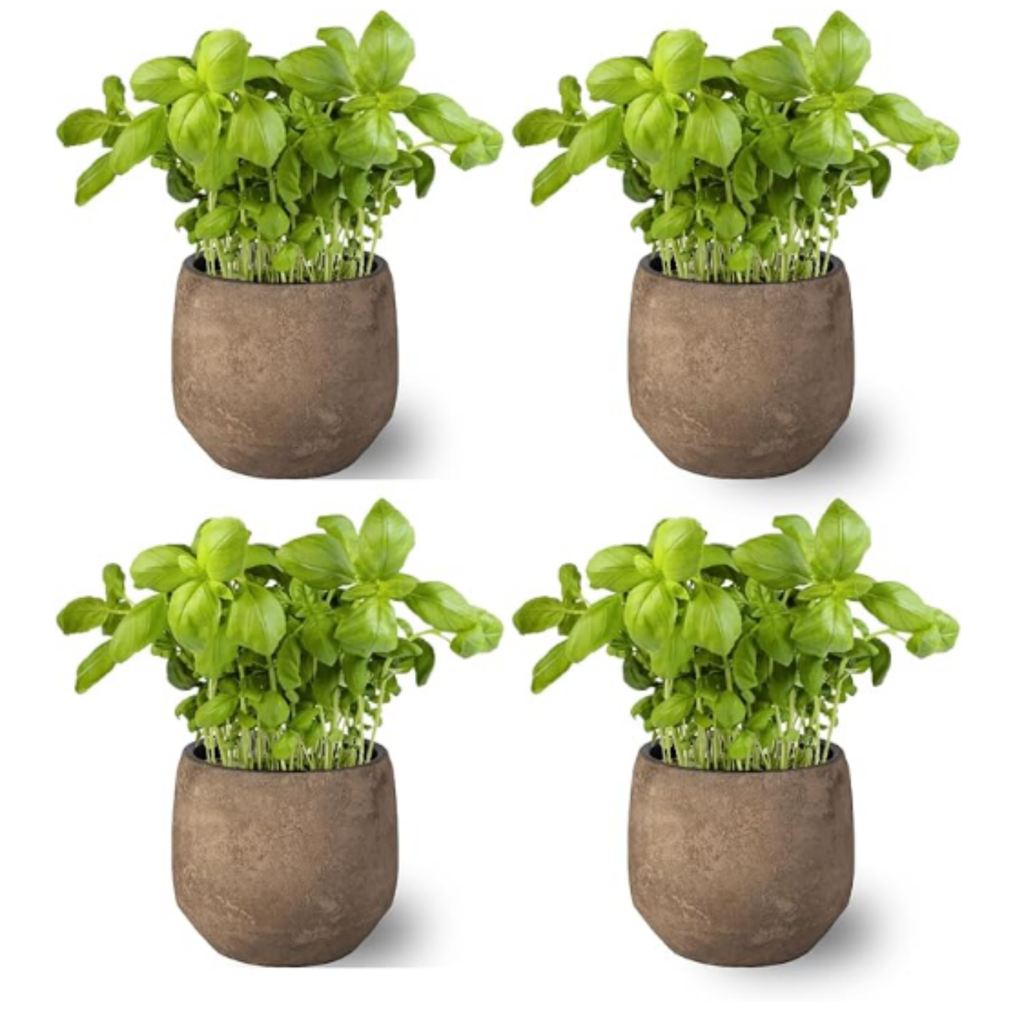 Pack 4 -planta Albahaca - Maceta 10 Cm -hierba Aromática_0