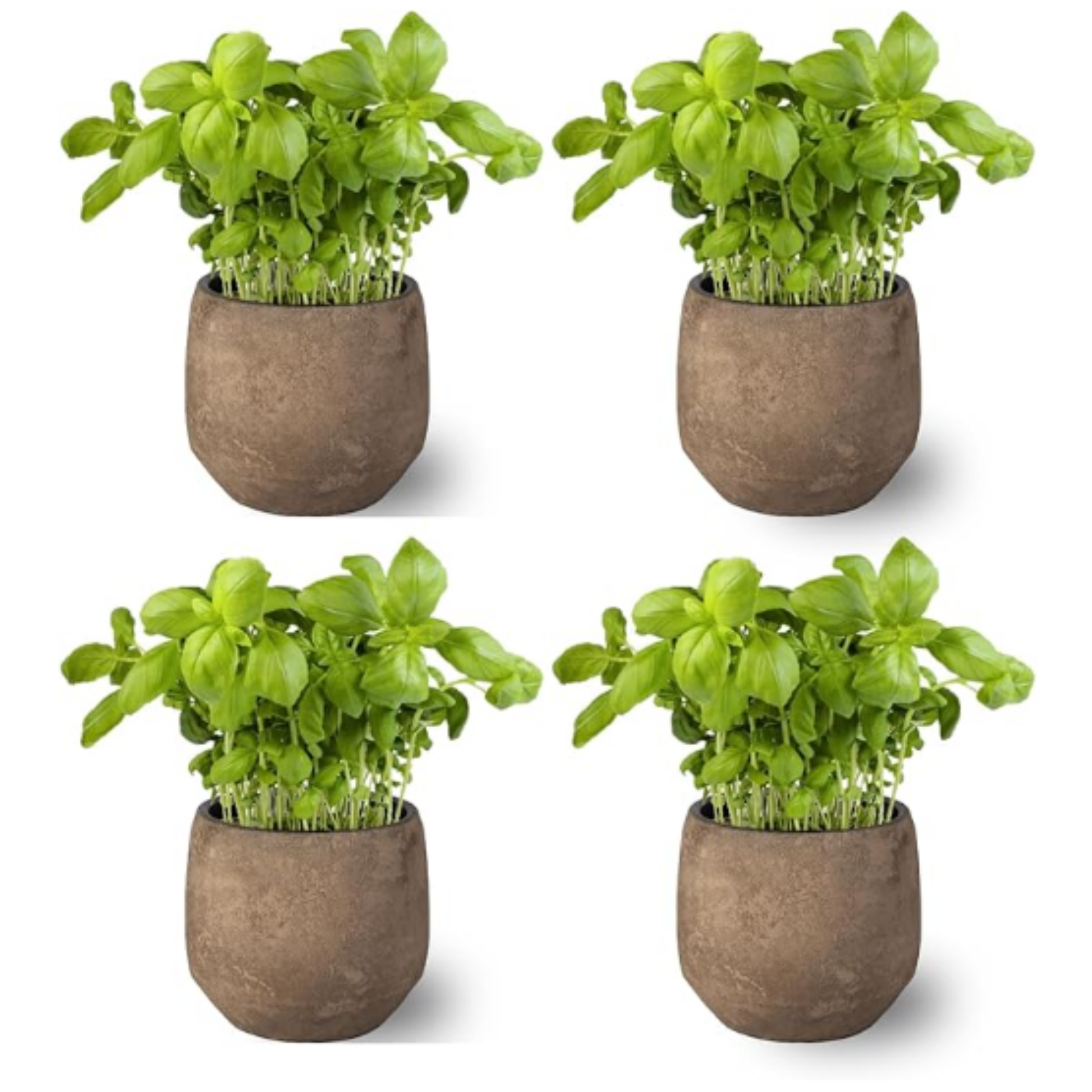 Pack 4 -planta Albahaca - Maceta 10 Cm -hierba Aromática_0