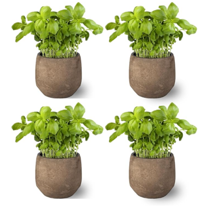 Pack 4 -planta Albahaca - Maceta 10 Cm -hierba Aromática_0