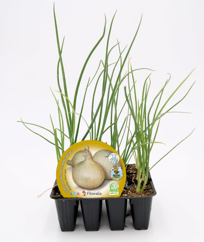 Pack Plantones Cebolla De Fuentes 12 Ud. Natural - Fitoralia_0