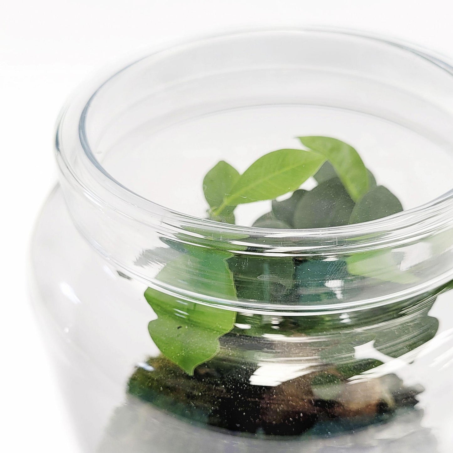 Terrário Irati Ficus Retusa Ø18 x 31 cm