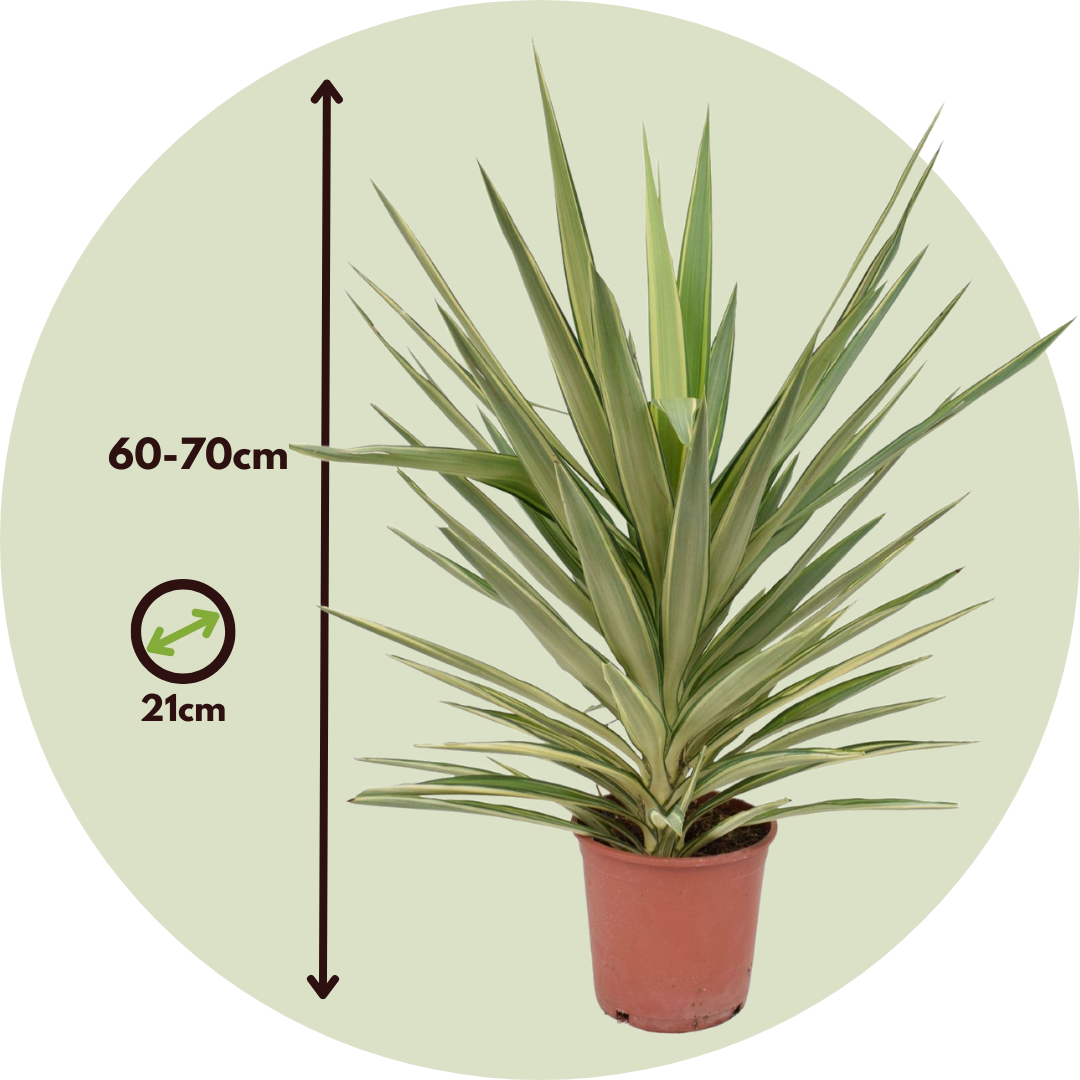 Yuca Pie De Elefante - Yucca Elephantipes 'jewel' - Altura 60-70cm - ⌀21cm_2