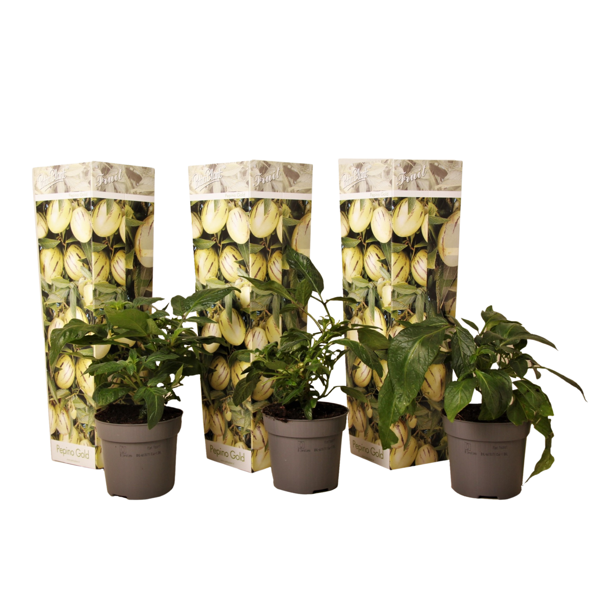 Pera Melón - 3 Pzs - Solanum Muricatum 'pepino Gold' - Altura 25-40cm - ⌀9cm_0