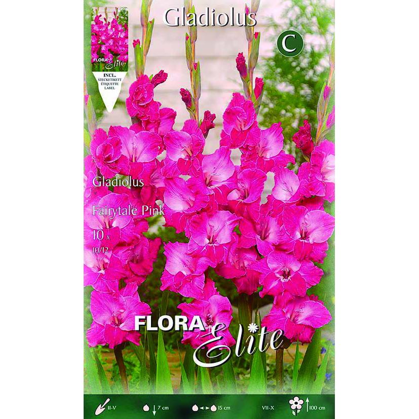 Bulbo Gladiolo fucsia eléctrico 10 uds