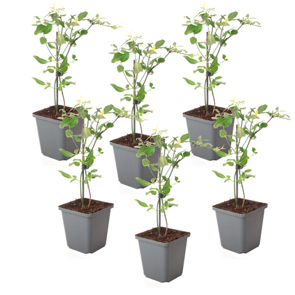 Jazmín - 6 Pzs - Jasminum 'summer Scent' - Altura 25-40cm - ⌀9cm_0