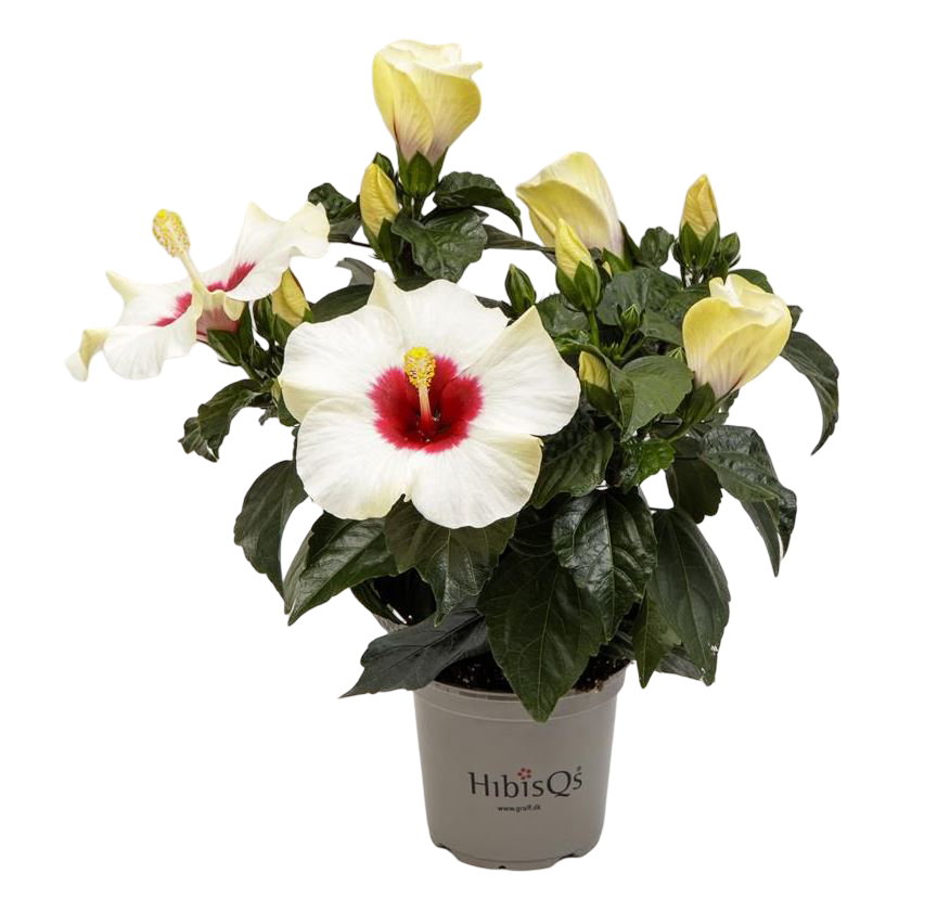 Planta Natural Hibiscus Rosa-sinensis 'adonicus White'ø 13 Alt. 27 - 37_0