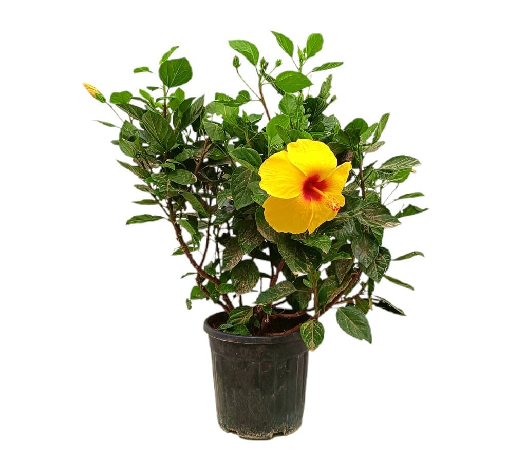 Hibiscus Rosa Sinensis M22_0