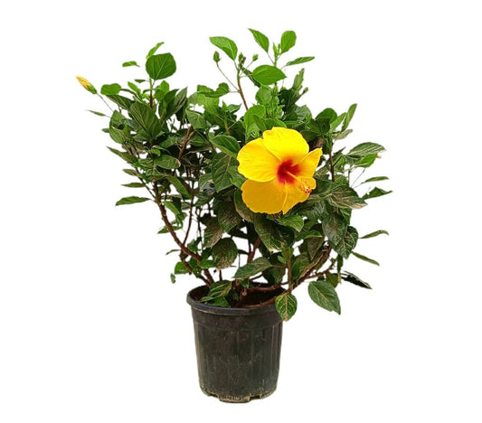 Hibiscus Rosa Sinensis M22_0