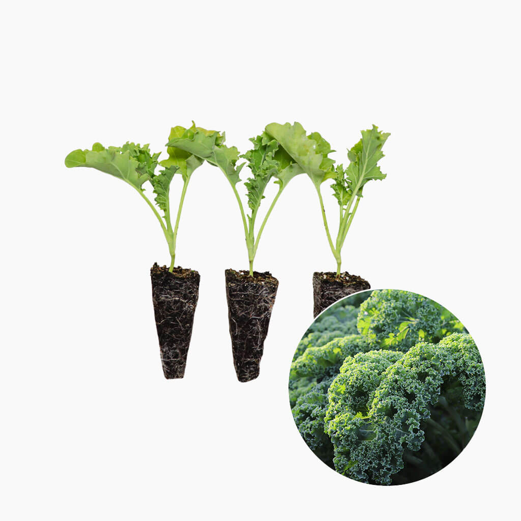 Plantón Col Kale Verde 3 Unidades - PlantaBo_0