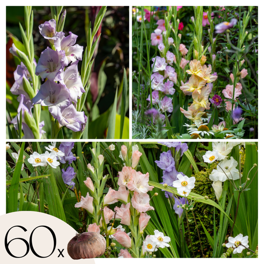 Gladiolo - 60 Pzs - Gladiolus Pastel Mix - Bulbos De Flores_0