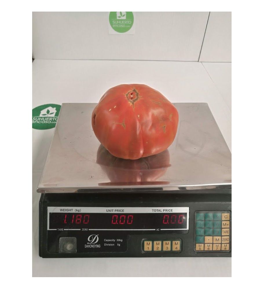 Plantón Tomate Negro Gordon (10 Unidades)_0