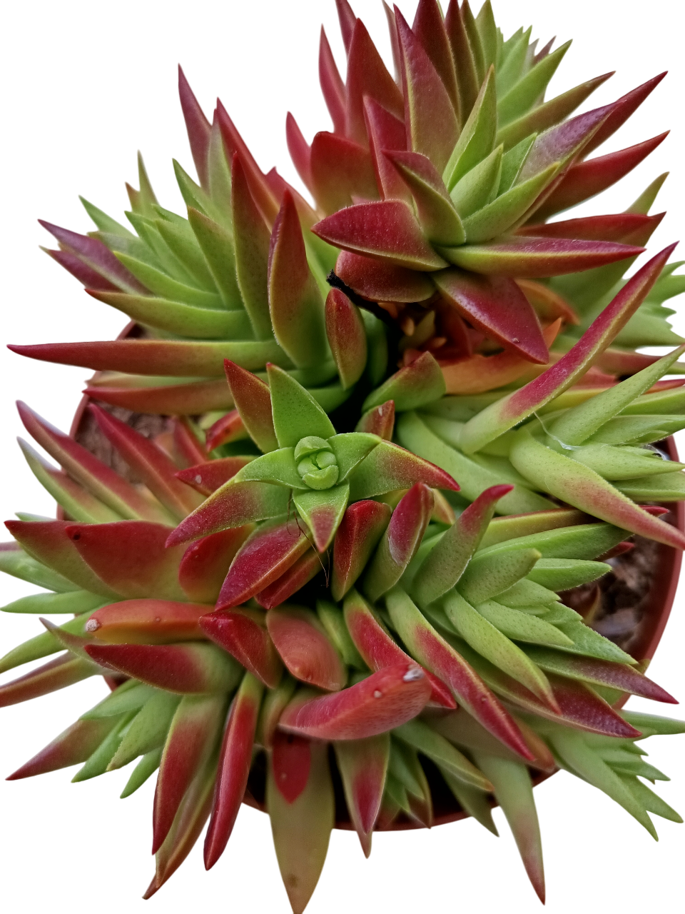 Crassula Capitella Planta Suculenta Colgange Ø13 Para Sol_0