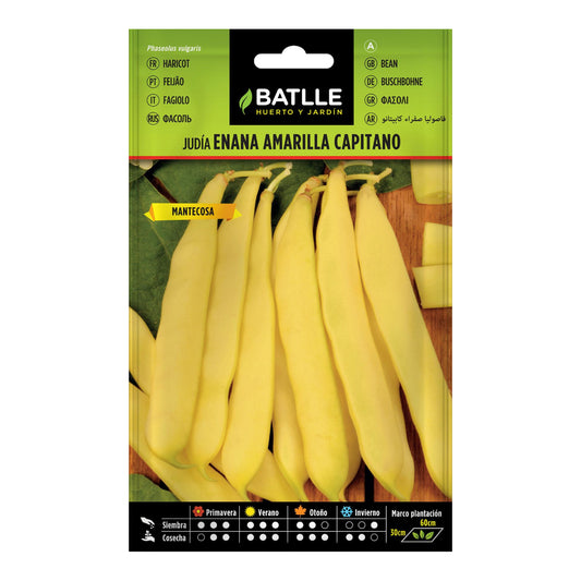 Sementes de feijão amarelo anão Capitão 250 gr.