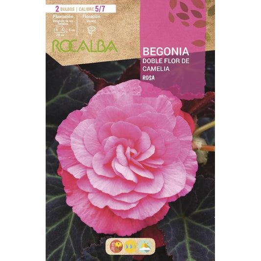 Bolbo de Begônia de flor dupla com flores de camélia rosa, 2 unidades (5/7)