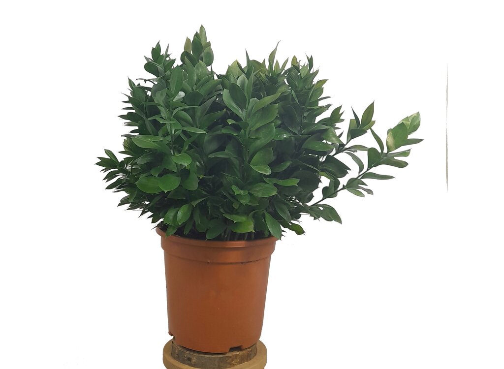 Ruscus Hypoglossum M24 50cm (laurelillo)_0