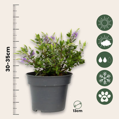 Mezcla De Verónica Arbustiva - 3 Pzs - Hebe - Altura 30-35cm - ⌀13cm_2