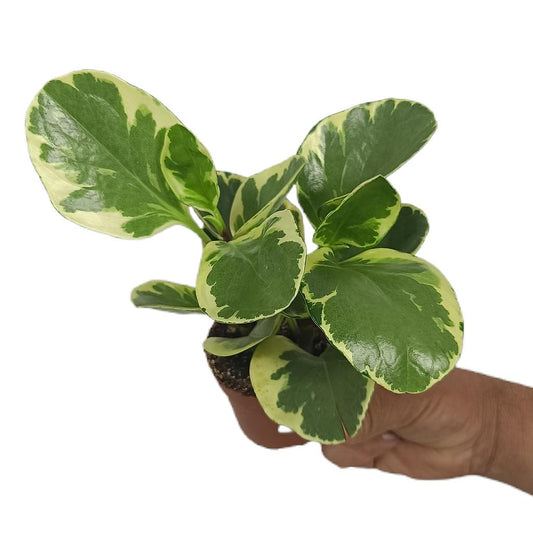Peperomia Obtusifolia Variegata M8_0