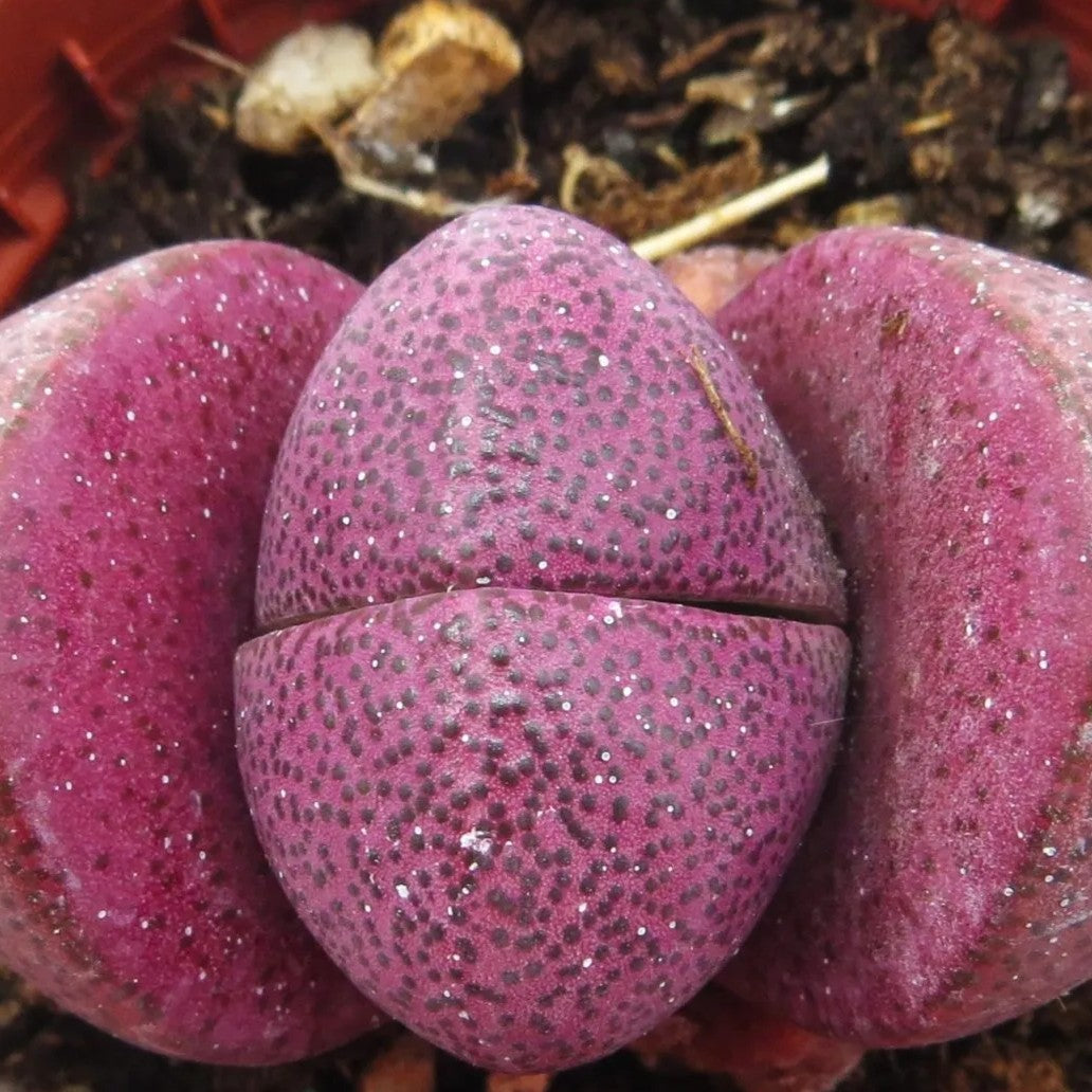 Pleiospilos Nelii Rubra; Planta Piedra, Piedra Viva, Púrpura; Curiosarium; Diámetro Maceta 8,5 Cm_0