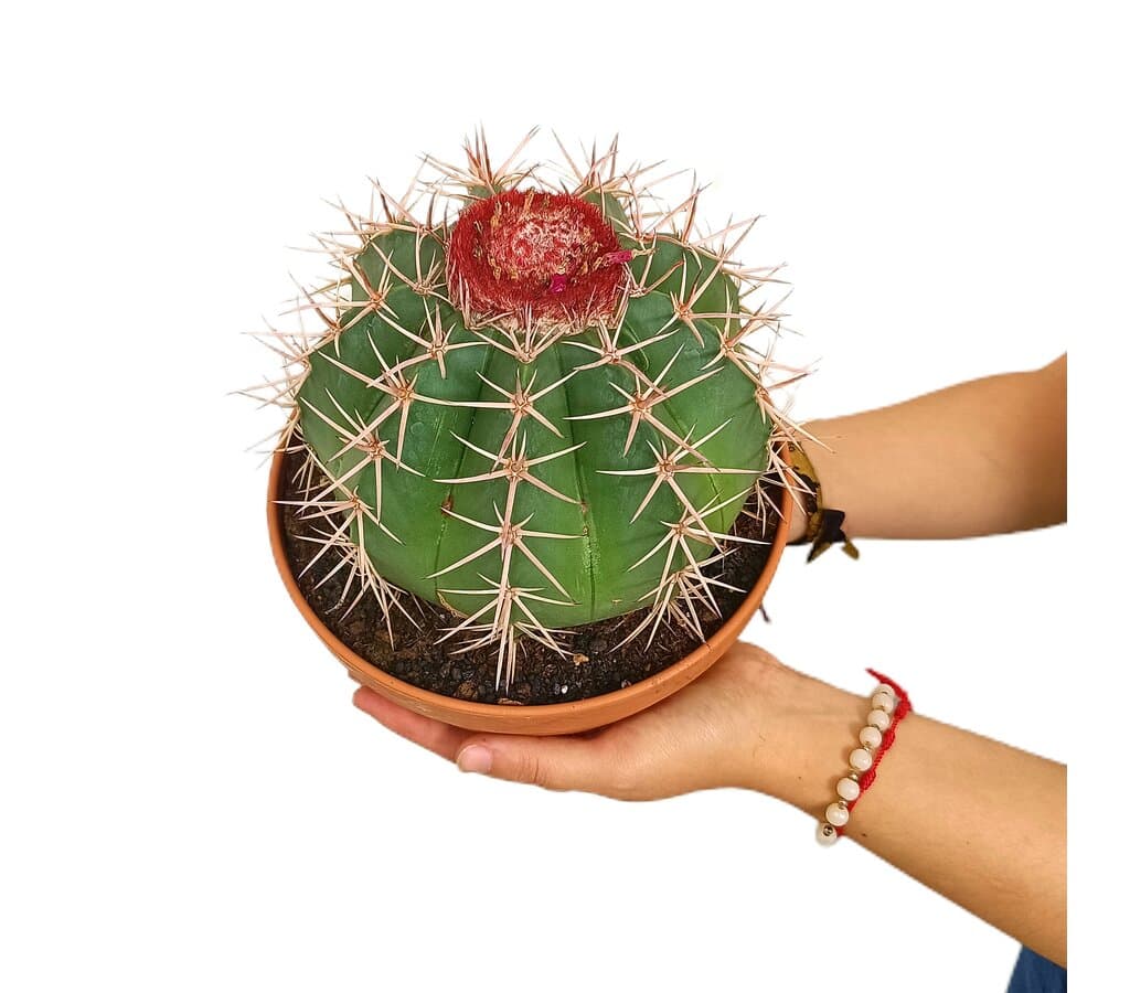 Melocactus M20_0