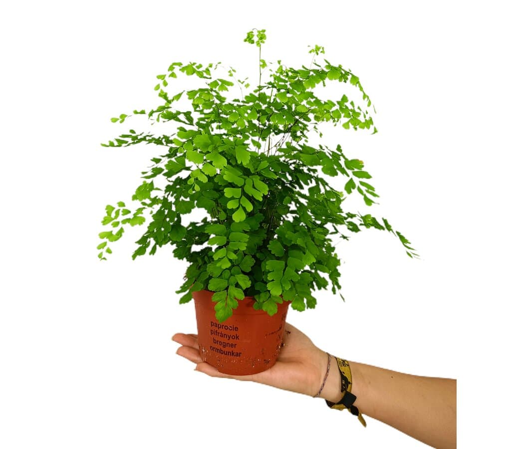 Adiantum Fragans M13_0