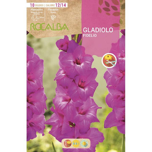 Gladiolus Fidelio Bulbo Fúcsia 10 unidades (12/14)