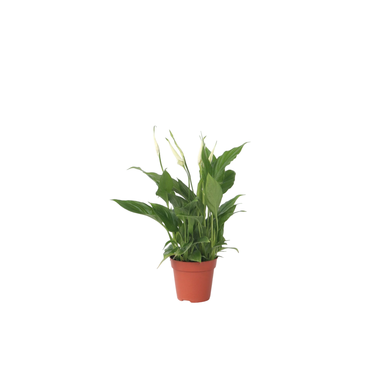 Lirio De La Paz - Spathiphyllum 'torelli' - Altura 30-45cm - ⌀12cm_0