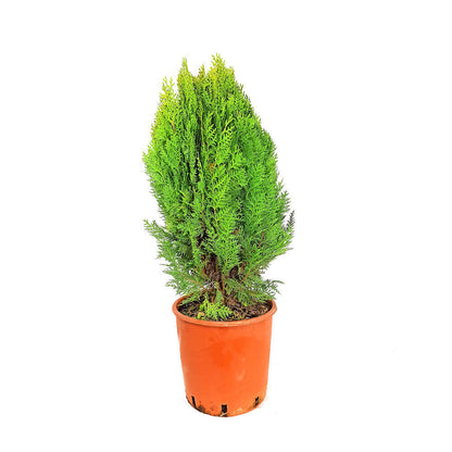 Thuja Aurea Nana M24_0