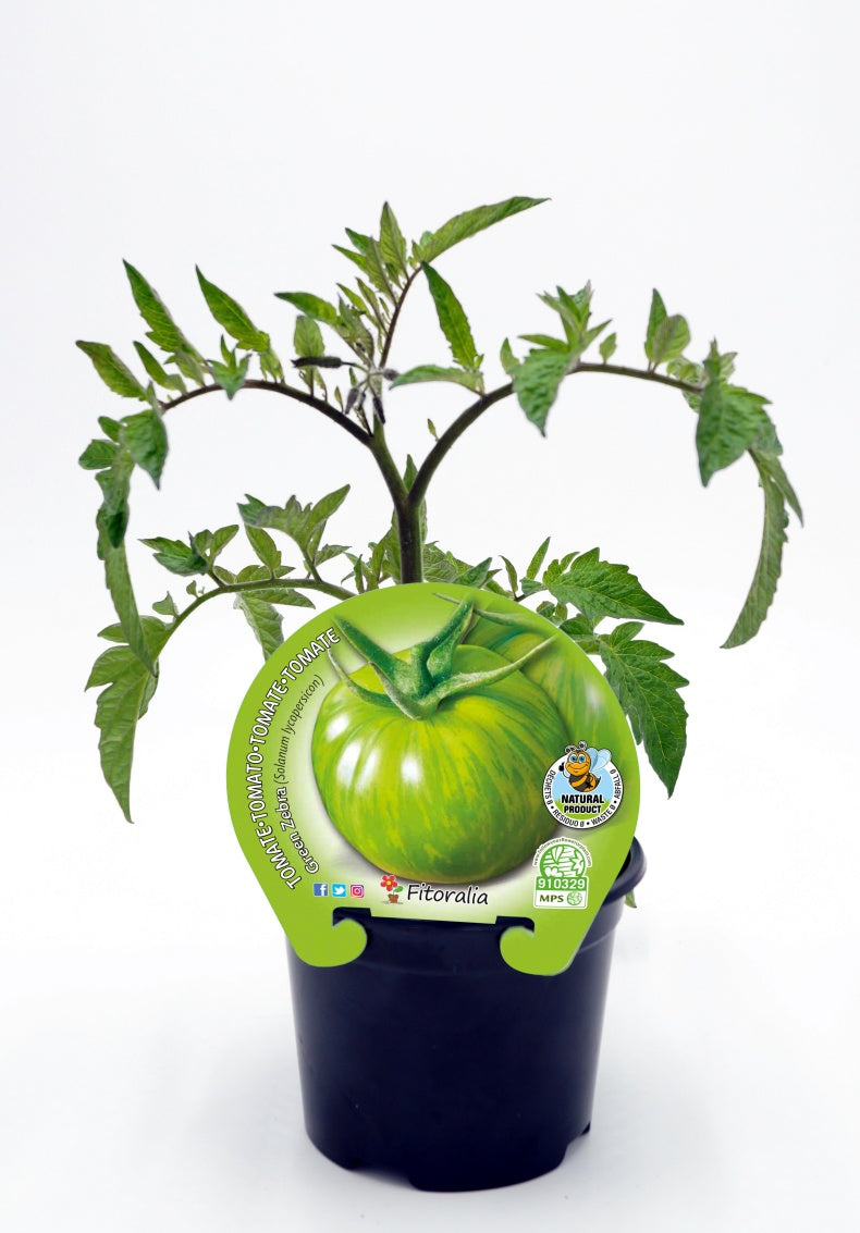 Plantón Tomate Green Zebra En Maceta 10,5 Cm. Natural - Fitoralia_0