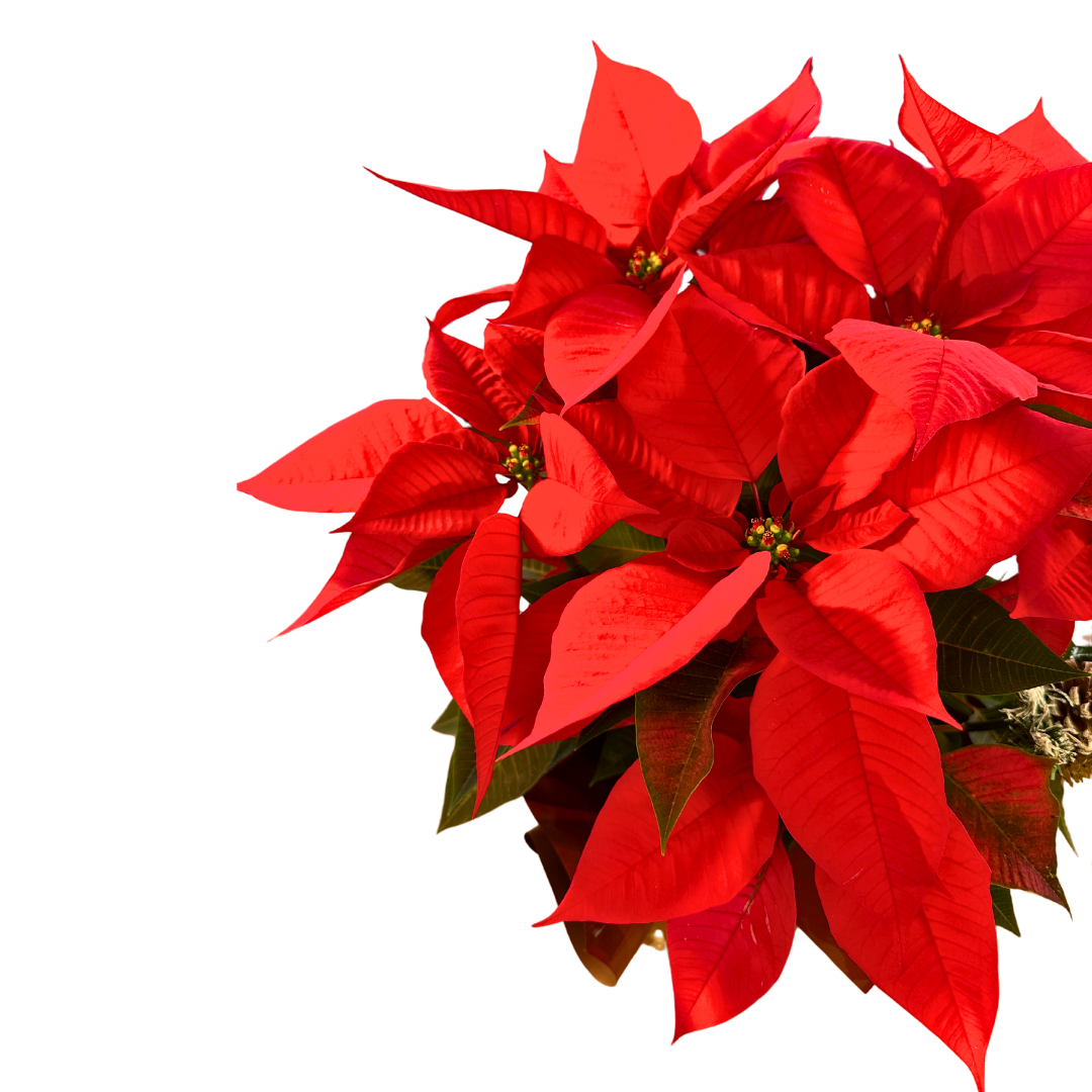 Poinsettia O Flor De Pascua Roja M17 Decorada Navidad_1