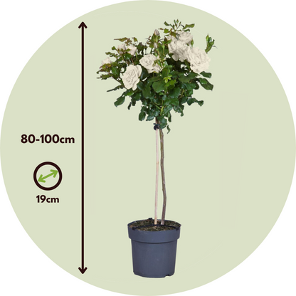 Rosa De Tallo - 2 Pzs - Rosa Palace ‘kailani' - Altura 80-100cm - ⌀19cm_2