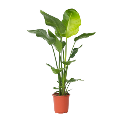 Flor Ave Del Paraíso - Strelitzia Nicolai - Altura 90-110cm - ⌀21cm_0