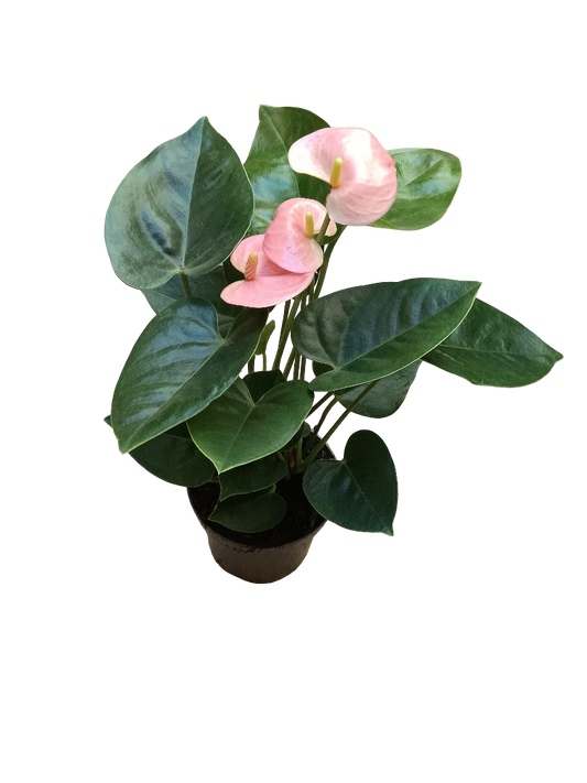 Anthurium Flor Rosa Planta De Interior Ø9 Cm_0