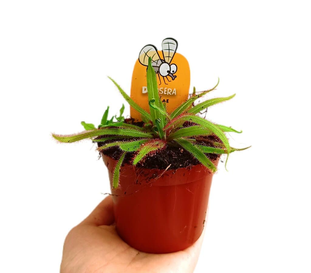 Drosera Adelae M9_0