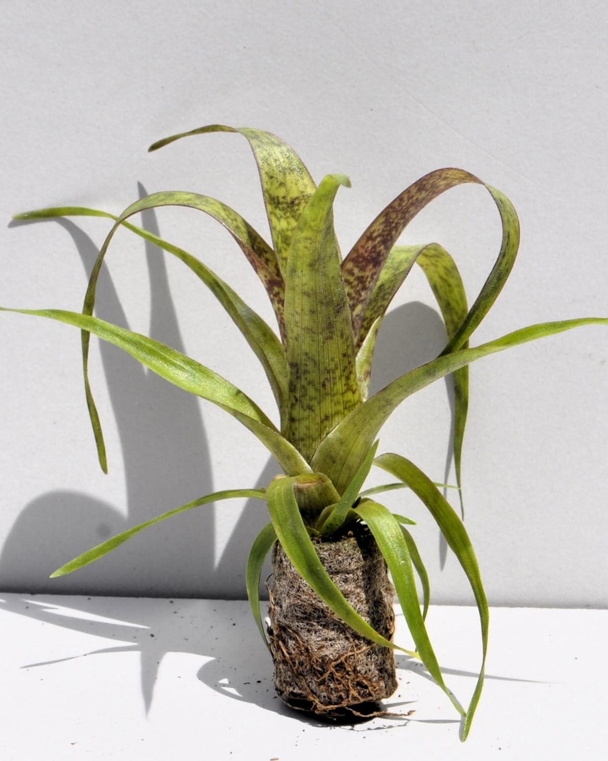 Vriesea 'Red Chestnut' S; bromelia castaño rojo; Curiosarium; altura 10-15 cm, diámetro 12 cm, sin sustrato_0