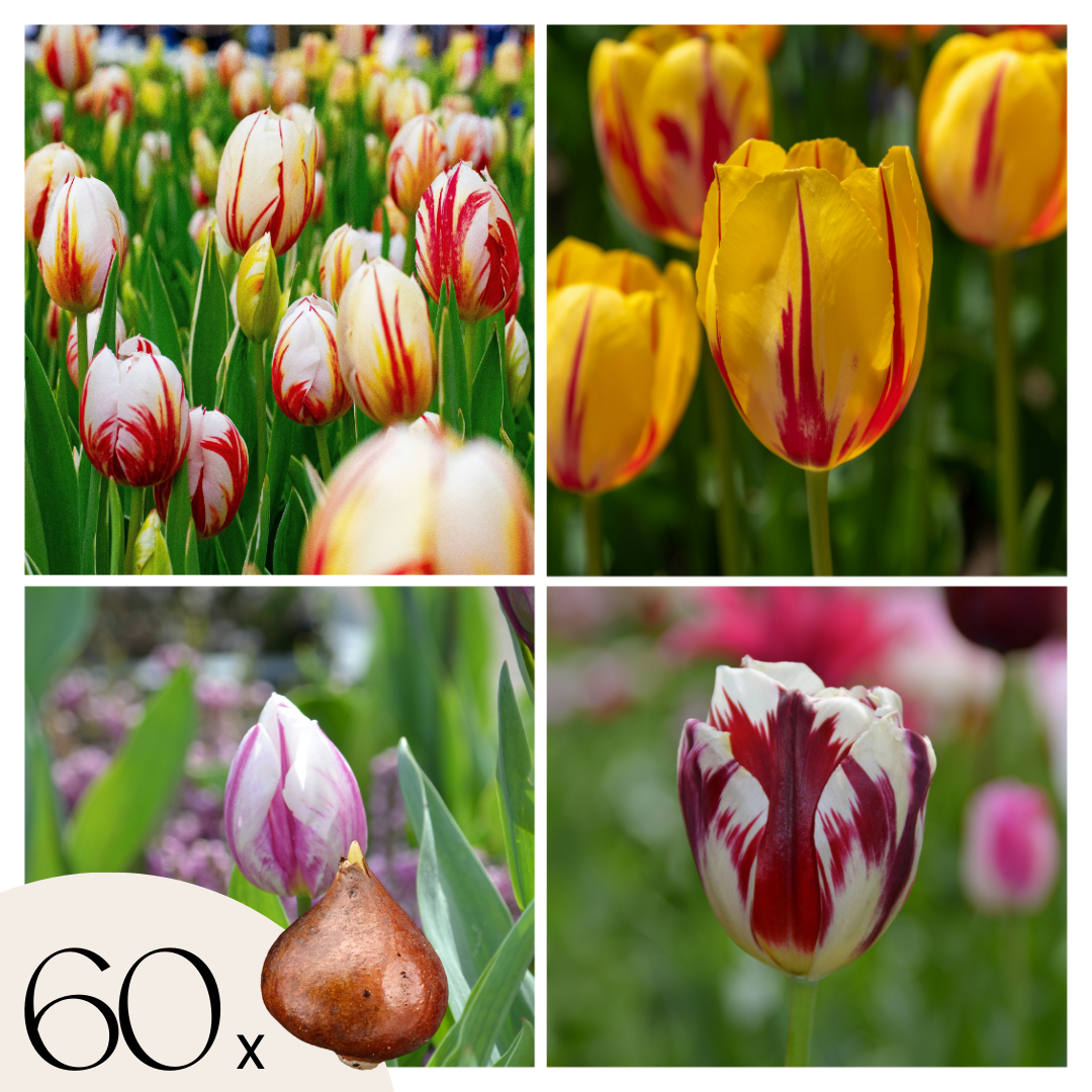 Bulbos De Tulipán - 60 Pzs - Tulipa 'flaming Beauty Mix' - Bulbos De Flores_0