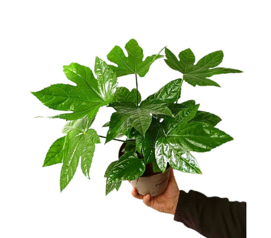Fatsia Japonica M15_0