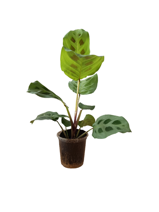 Planta Maranta Kerchoviana De Interior Mini Ø5 Cm_0