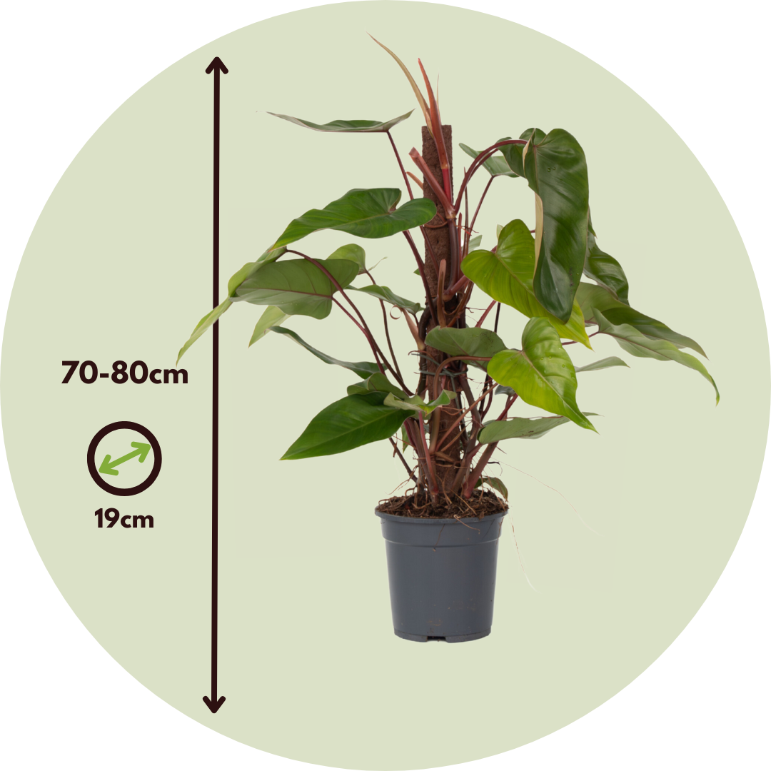 Filodendro - Philodendron Red Emerald Kratiste - Altura 70-80cm - ⌀19cm_2